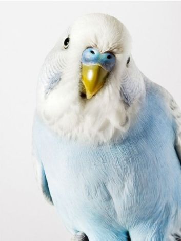 budgie