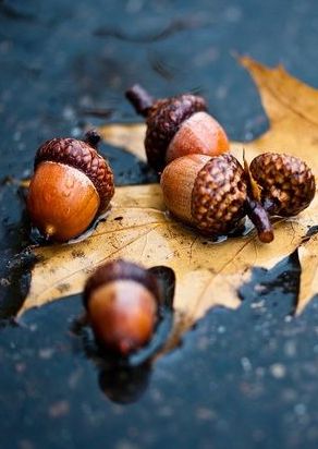 acorns