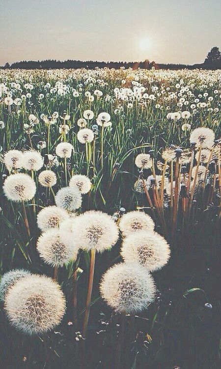 flowers5