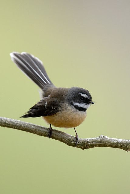 fantail